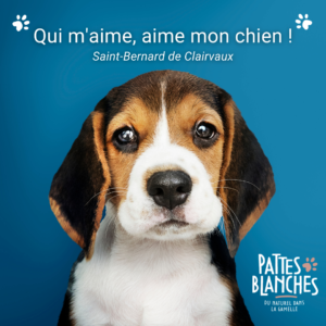 pattes-blanches-nutrition-chien